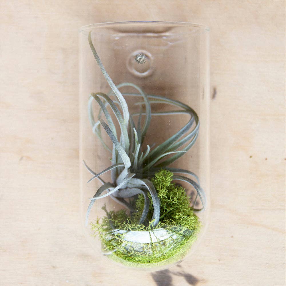 wall planter/ase