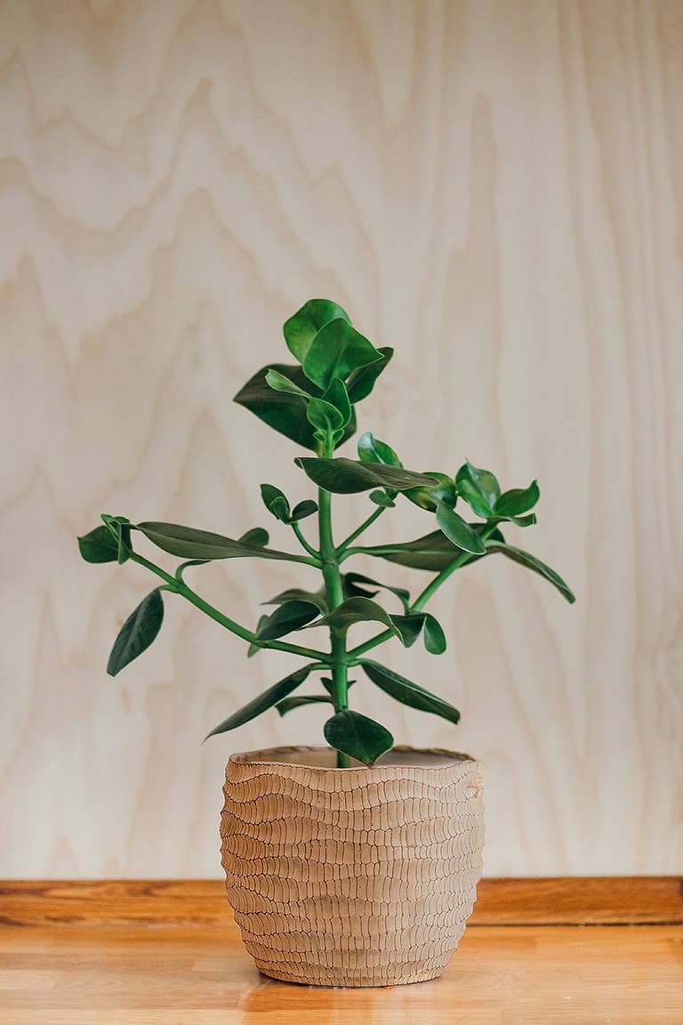 Ridged Planter