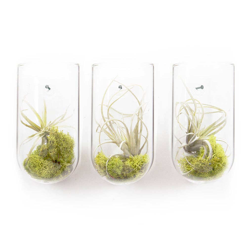wall planter/ase