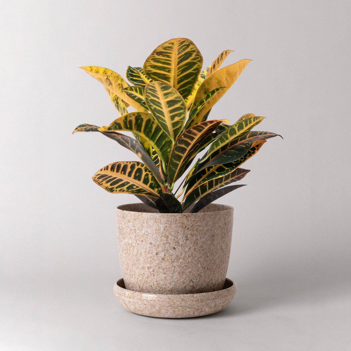 Rice Husk Planter Pot