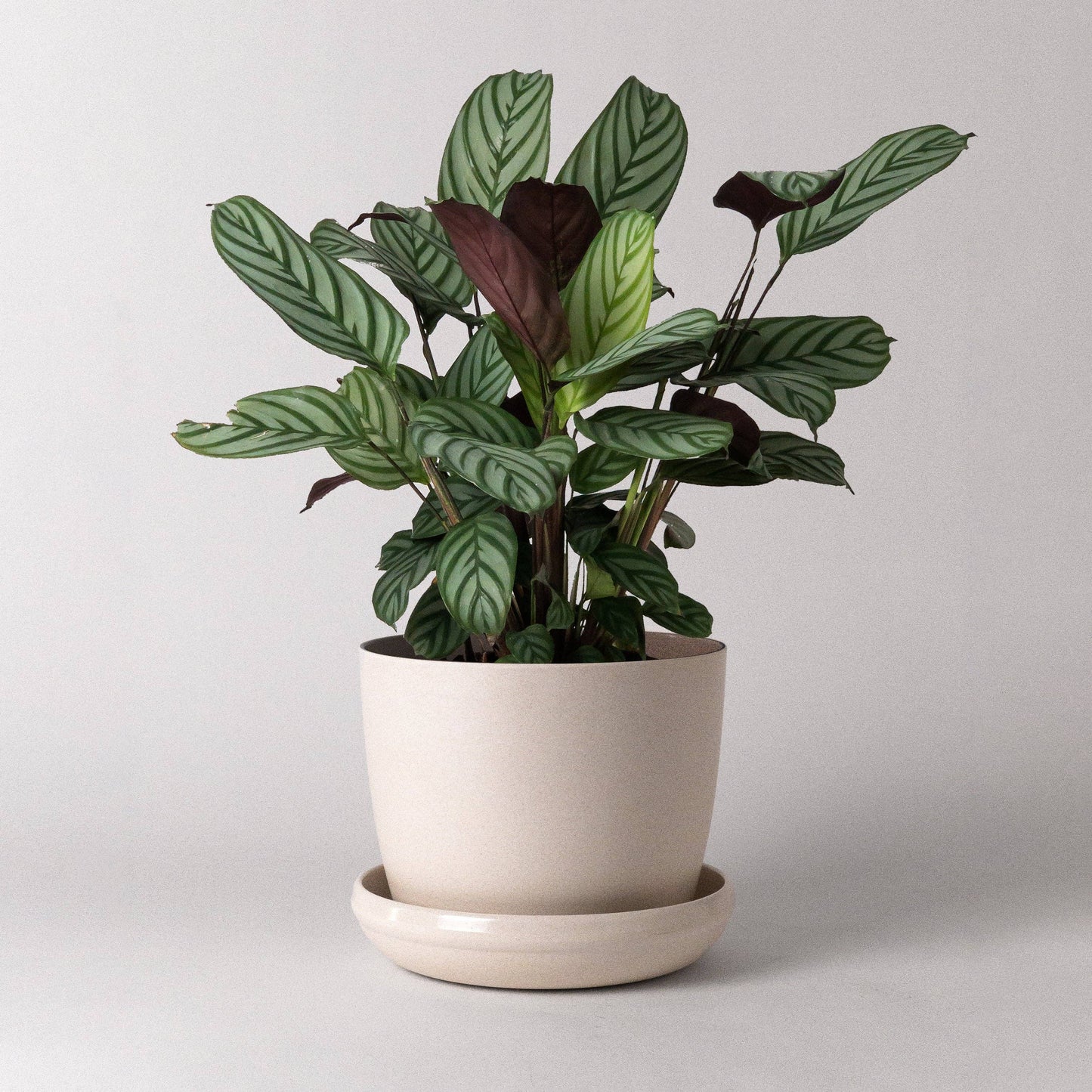 Bamboo Fibre Planter