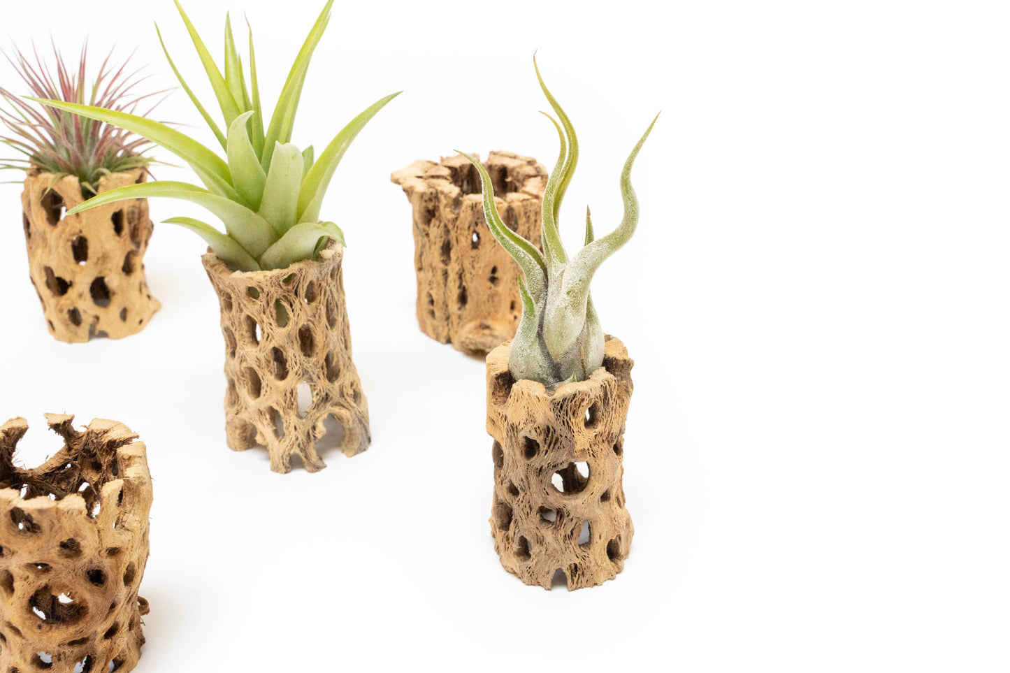 Natural Cholla Wood Container - 3 Inches Tall