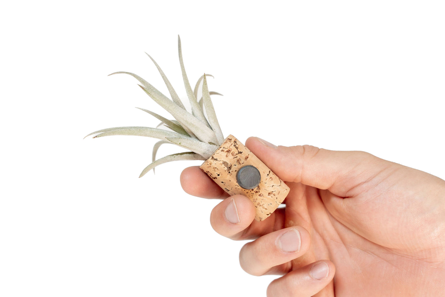 Wine Cork Magnets with Tillandsia Ionantha Air Plants