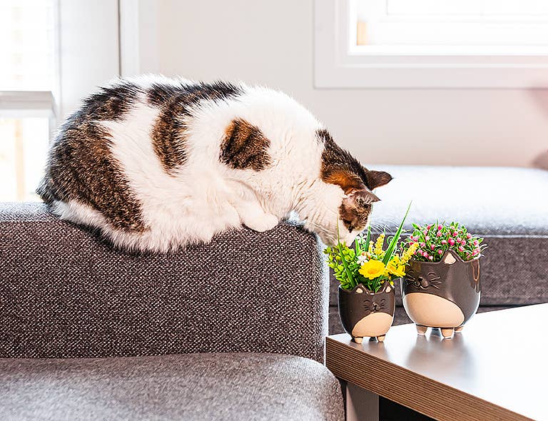 Cat Planter