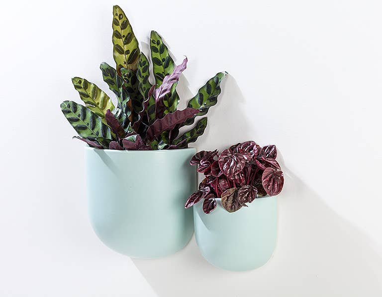 mint wall planter
