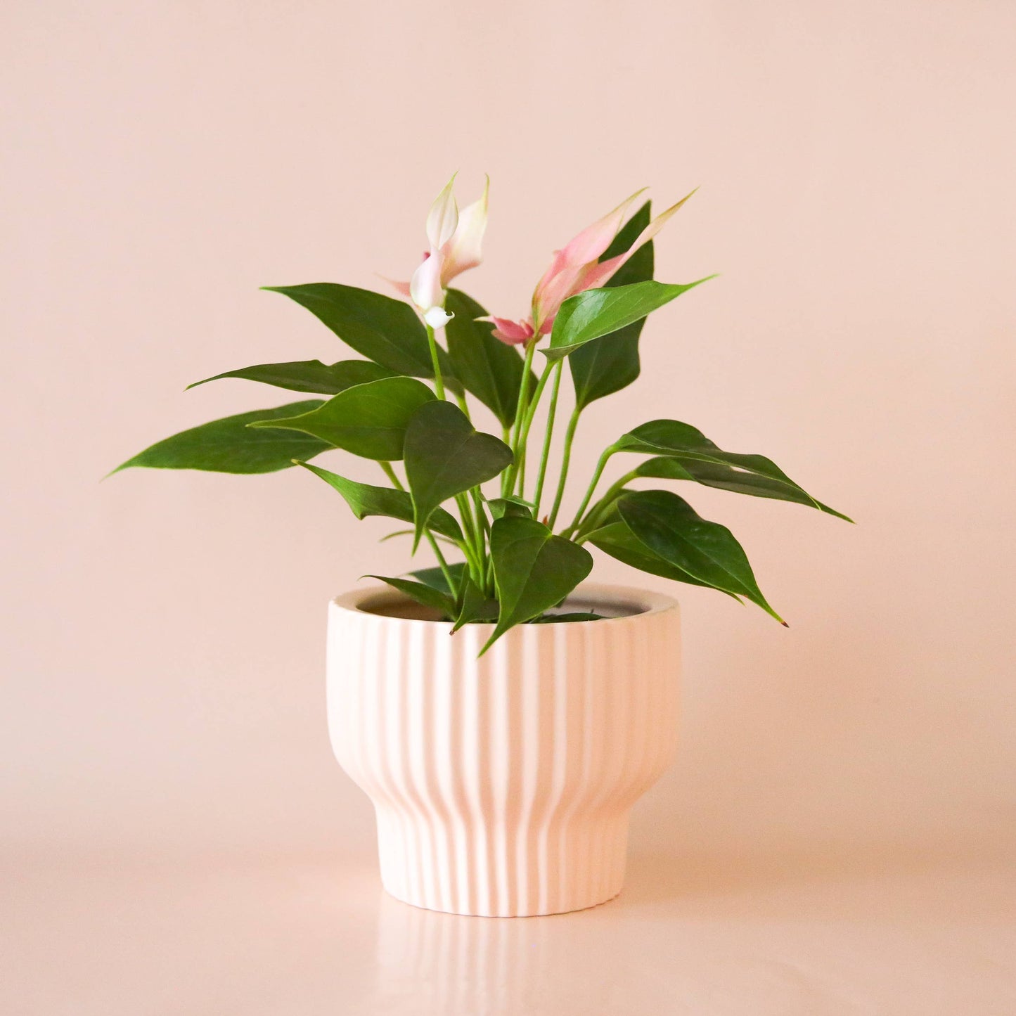 Ballerina pedestal pot