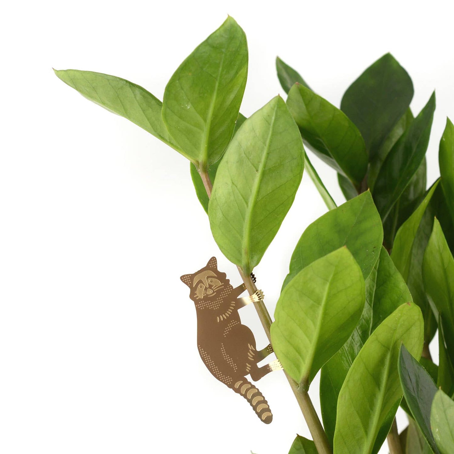 Plant Animal - Raccoon