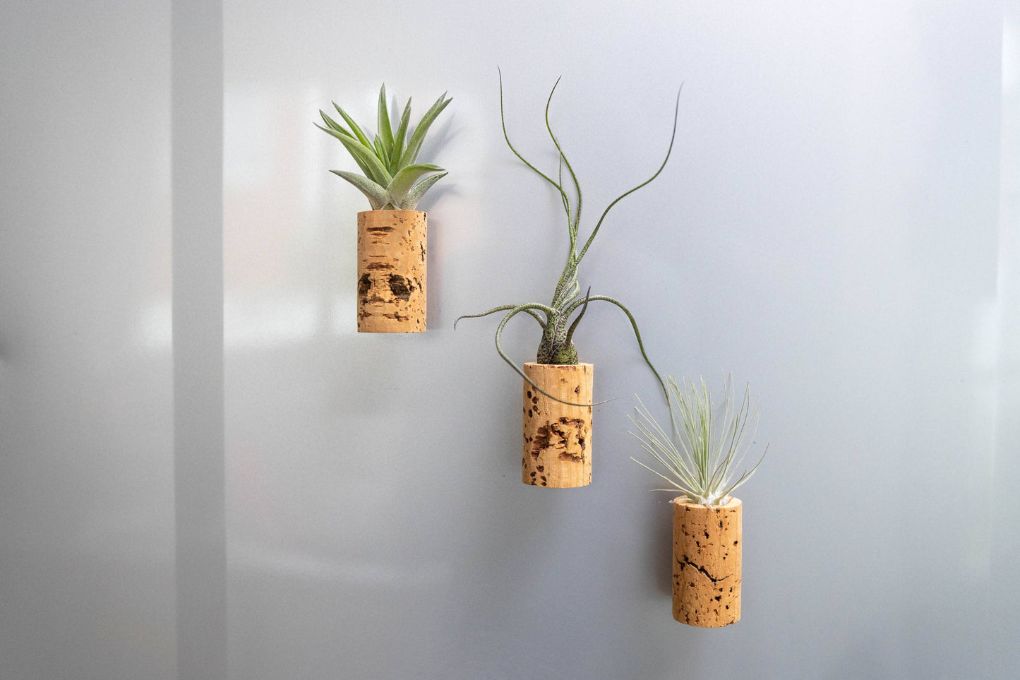 Wine Cork Magnets with Tillandsia Ionantha Air Plants