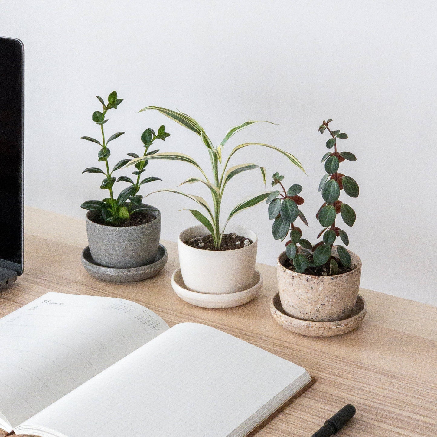 coffee bean husk planter