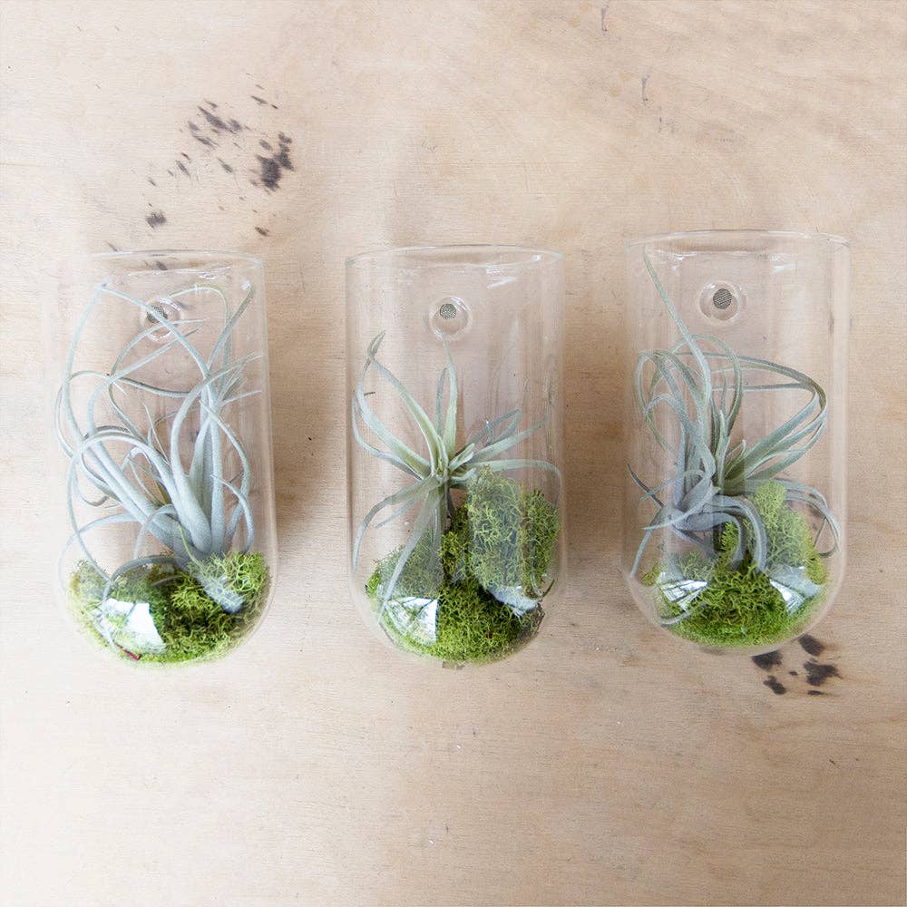 wall planter/ase