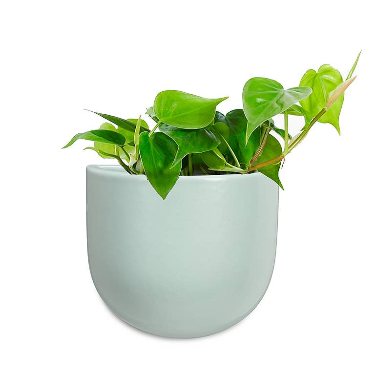 mint wall planter