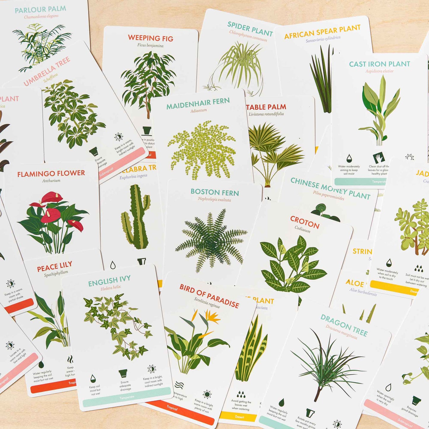 Houseplant Care Cards, botanical tips & advice