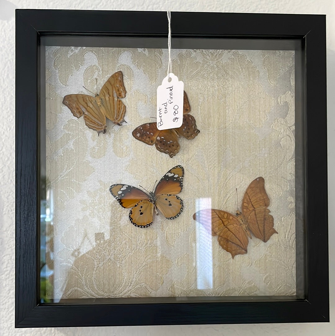 BP framed butterfly