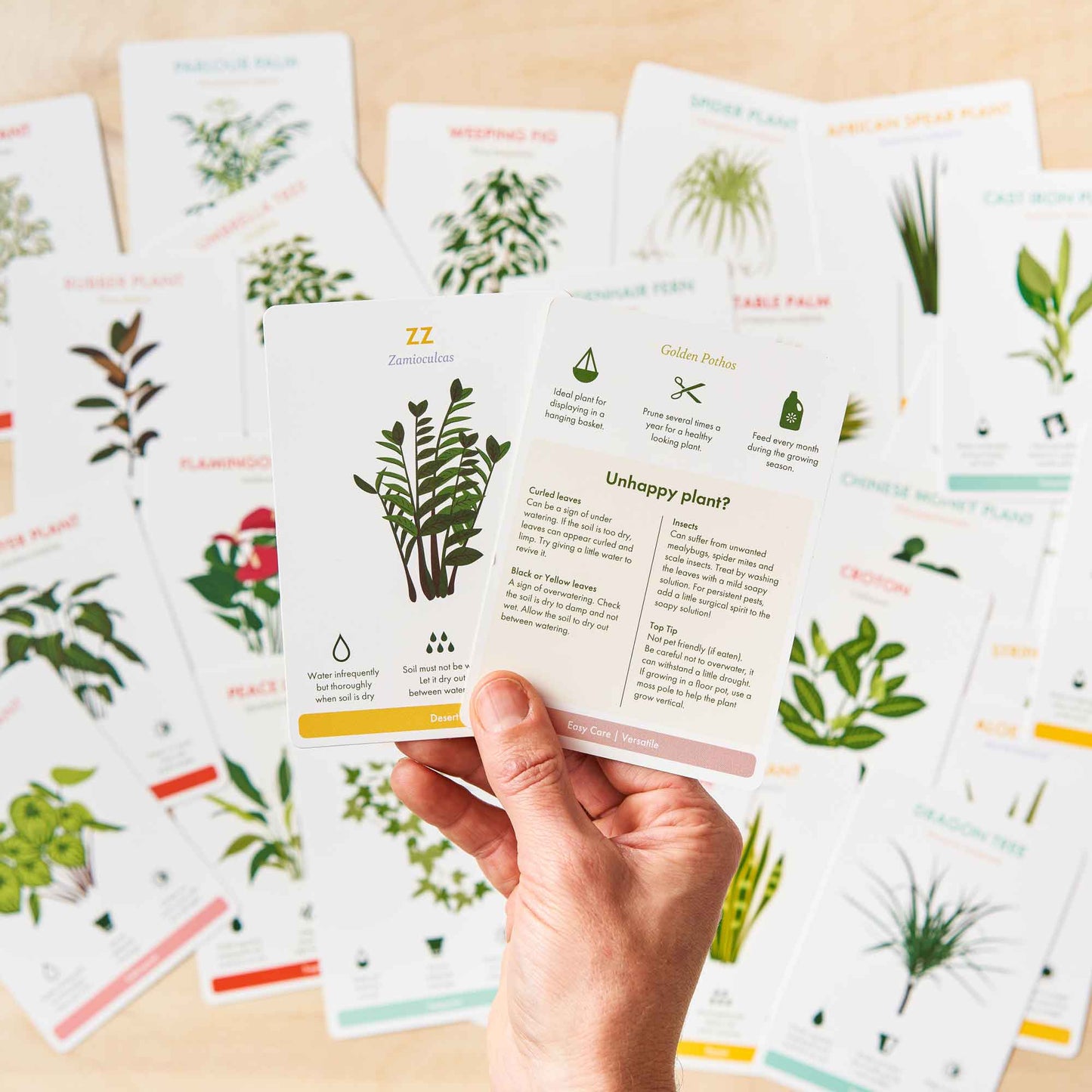 Houseplant Care Cards, botanical tips & advice