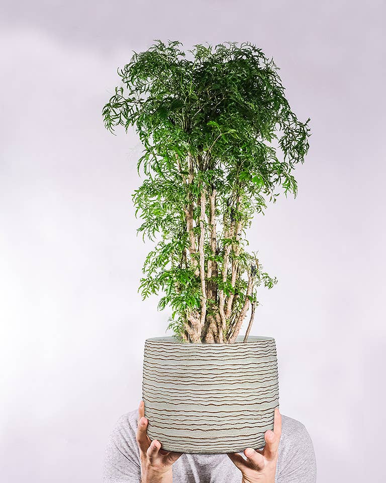 Lg Wavy Ripple Planter