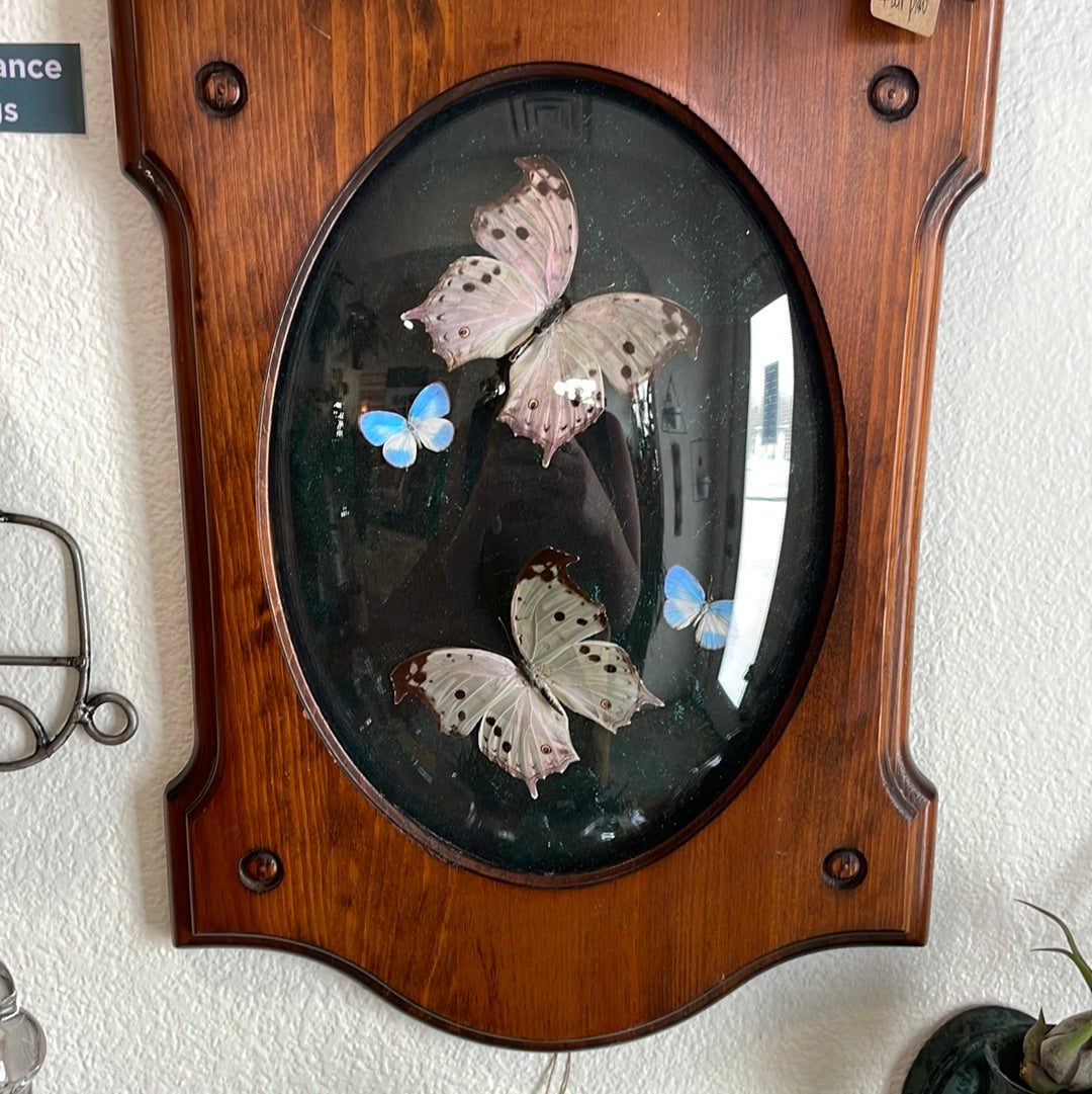 Framed butterflies