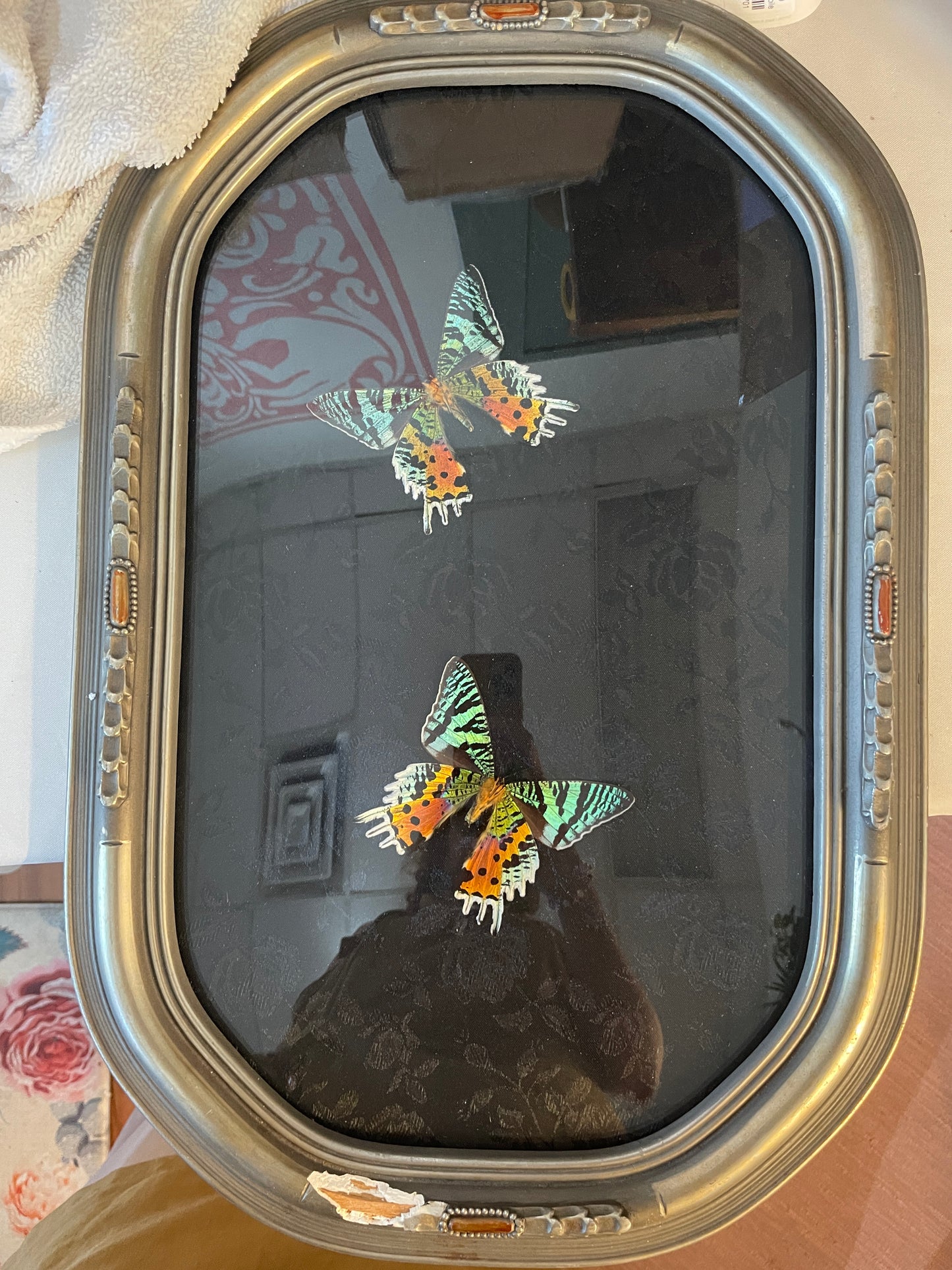 Framed butterflies