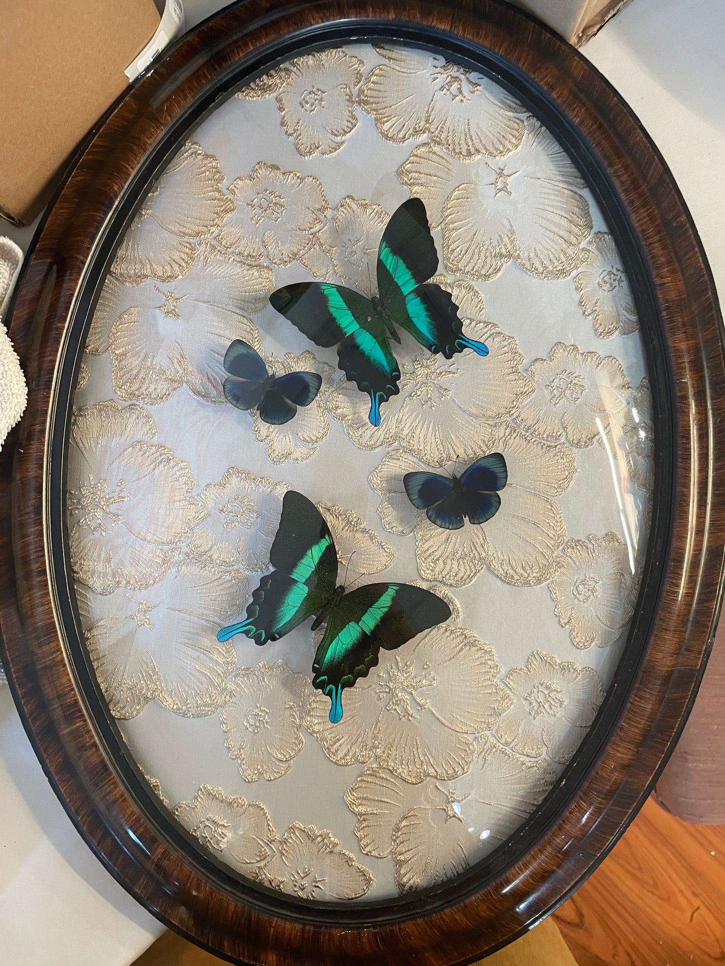 Framed butterflies