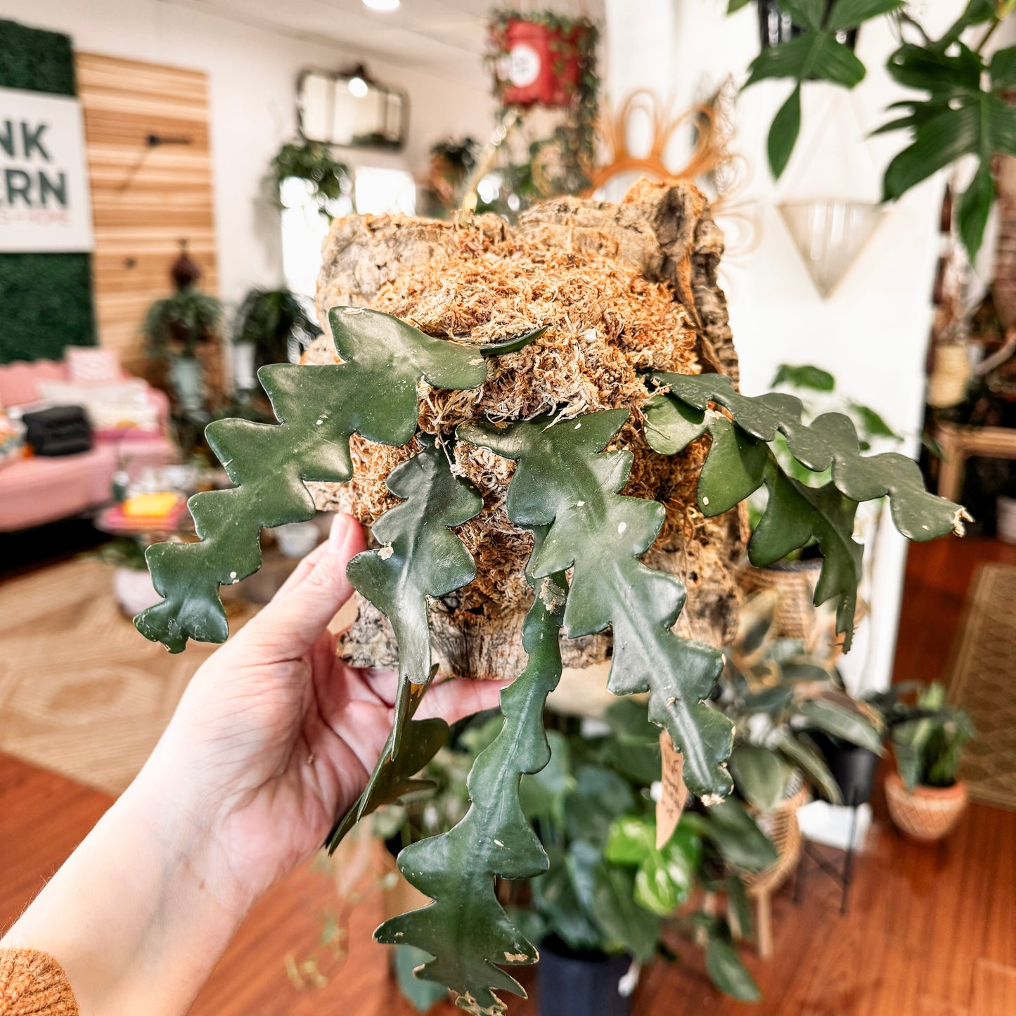 Premium Sphagnum Moss