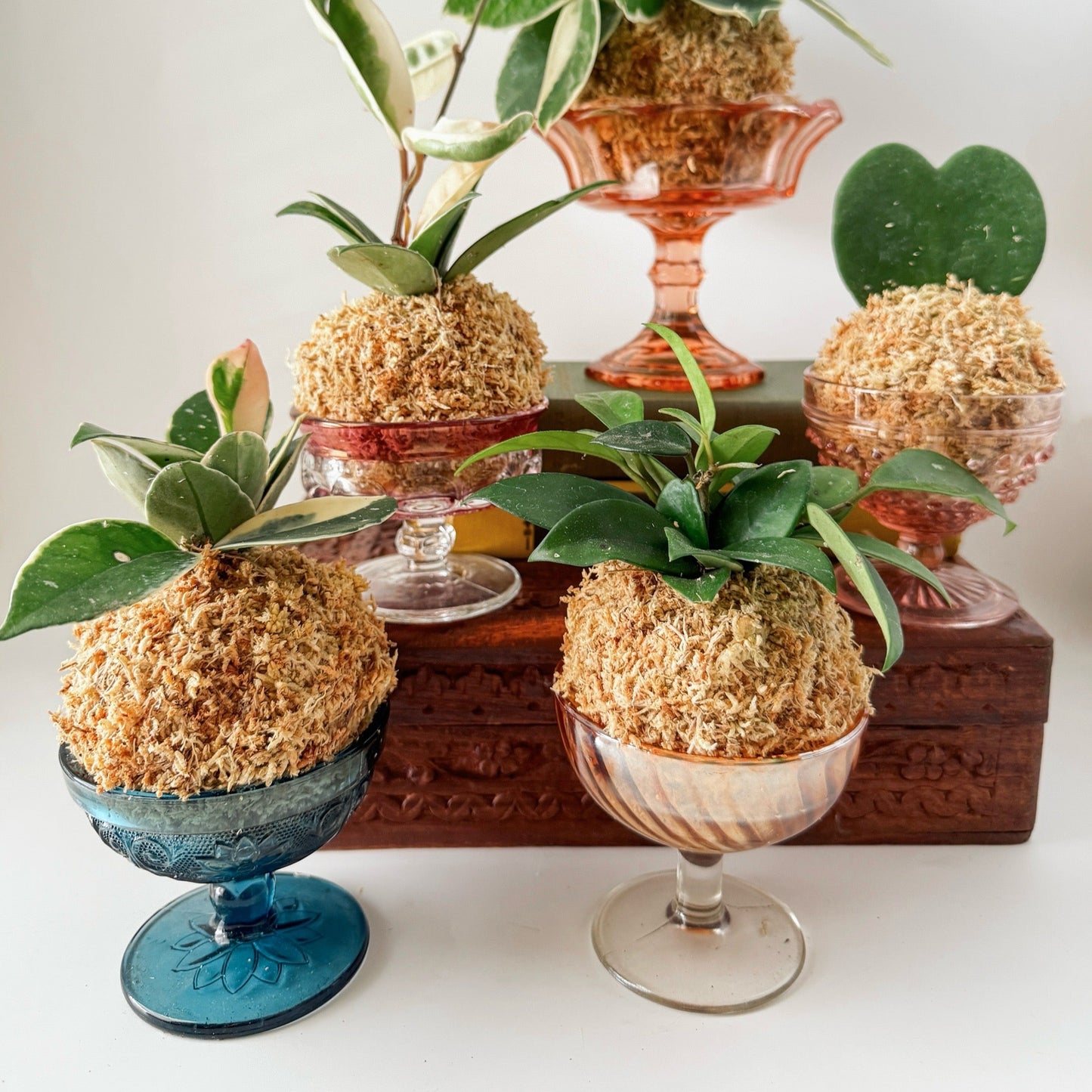Kokedama Workshop | 5/23 @ 6pm