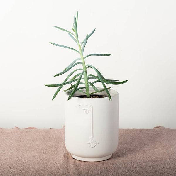 face pot