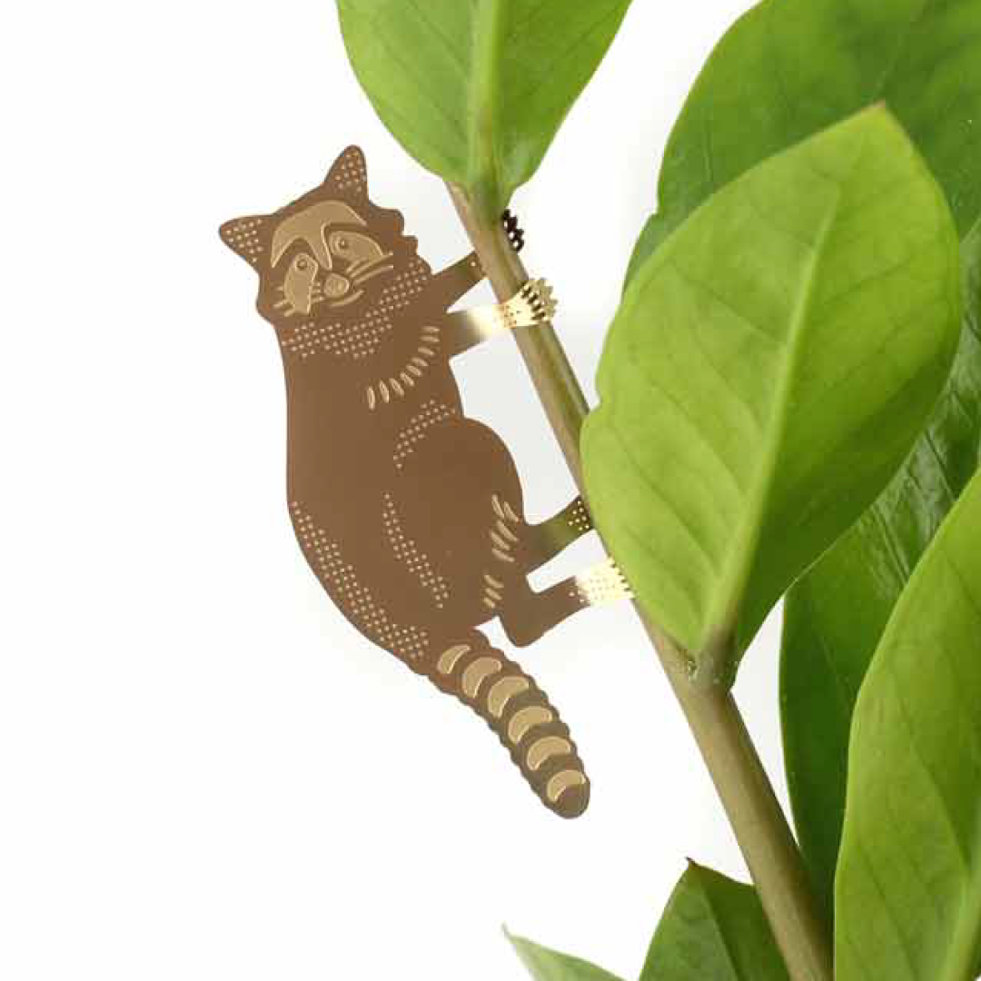Plant Animal - Raccoon