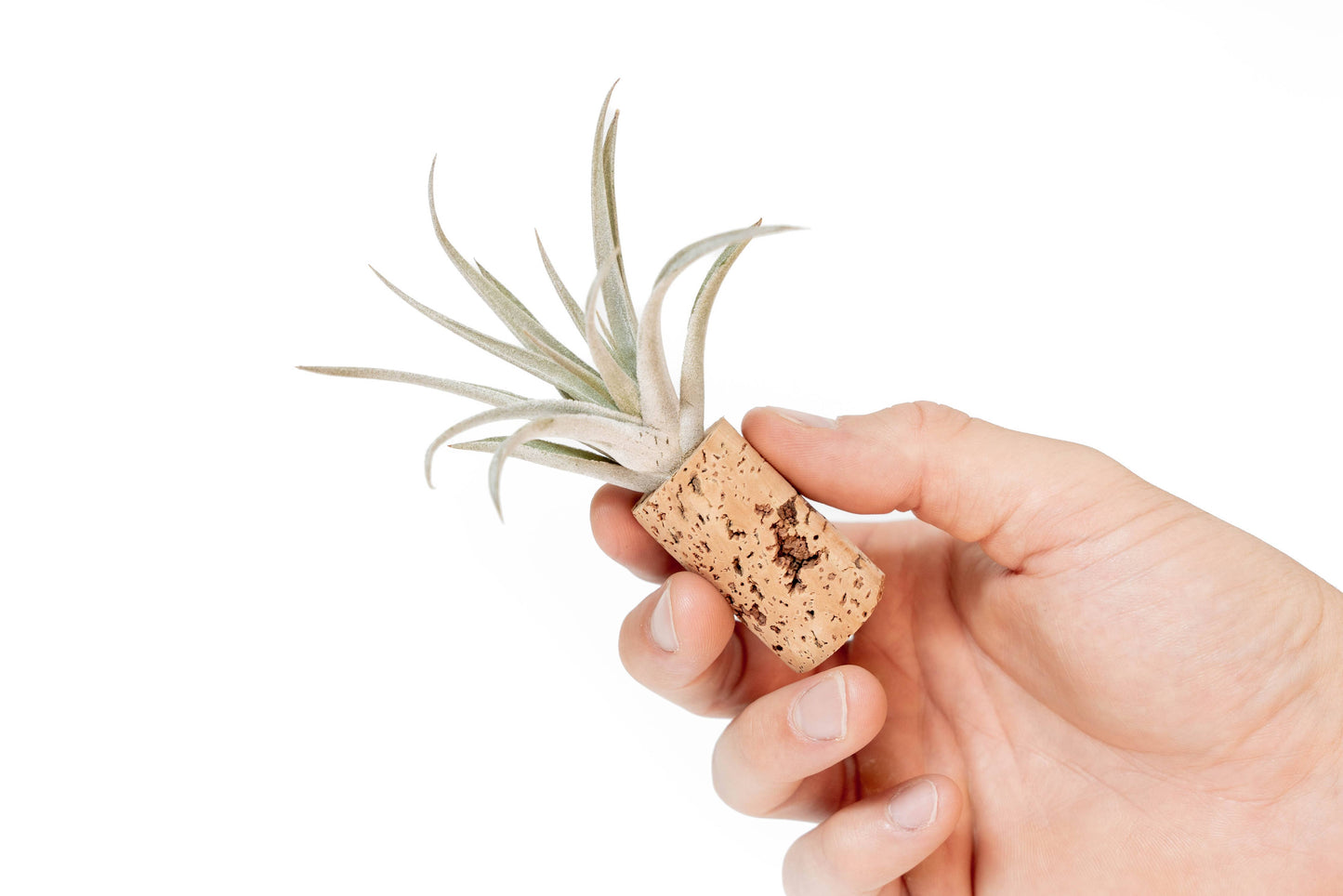 Wine Cork Magnets with Tillandsia Ionantha Air Plants