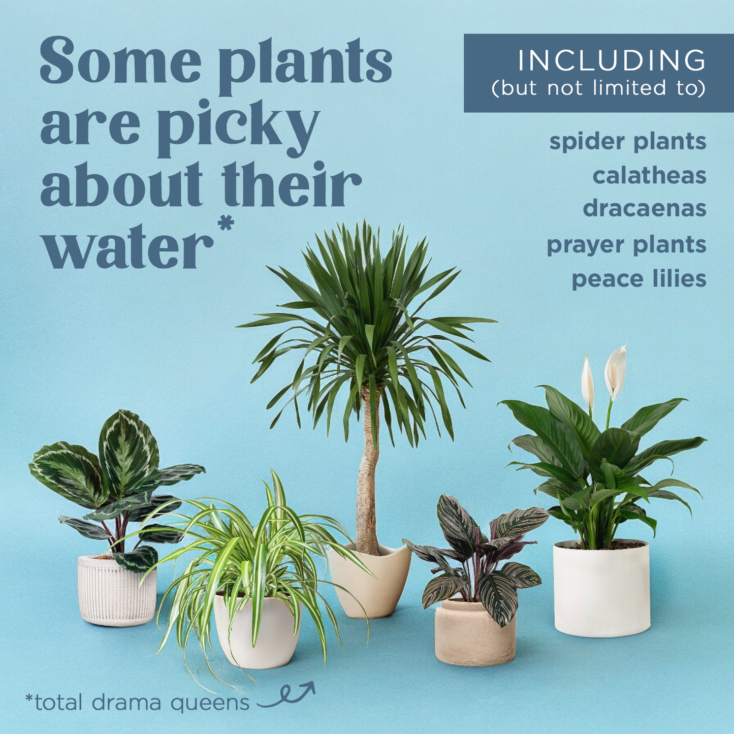 Houseplant Tap Water Conditioner