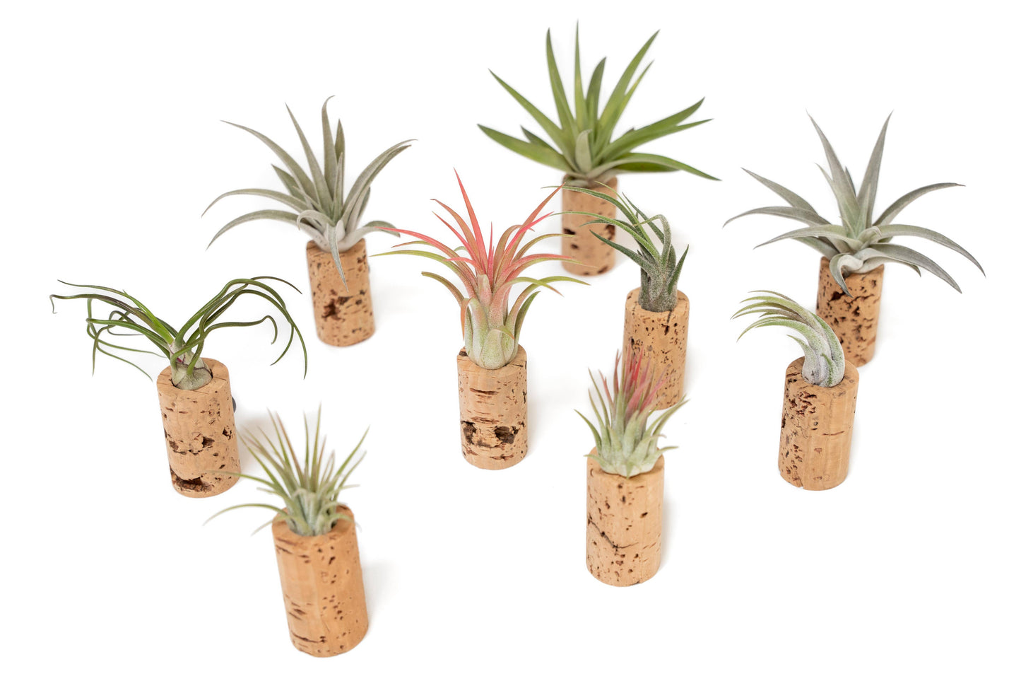 Wine Cork Magnets with Tillandsia Ionantha Air Plants