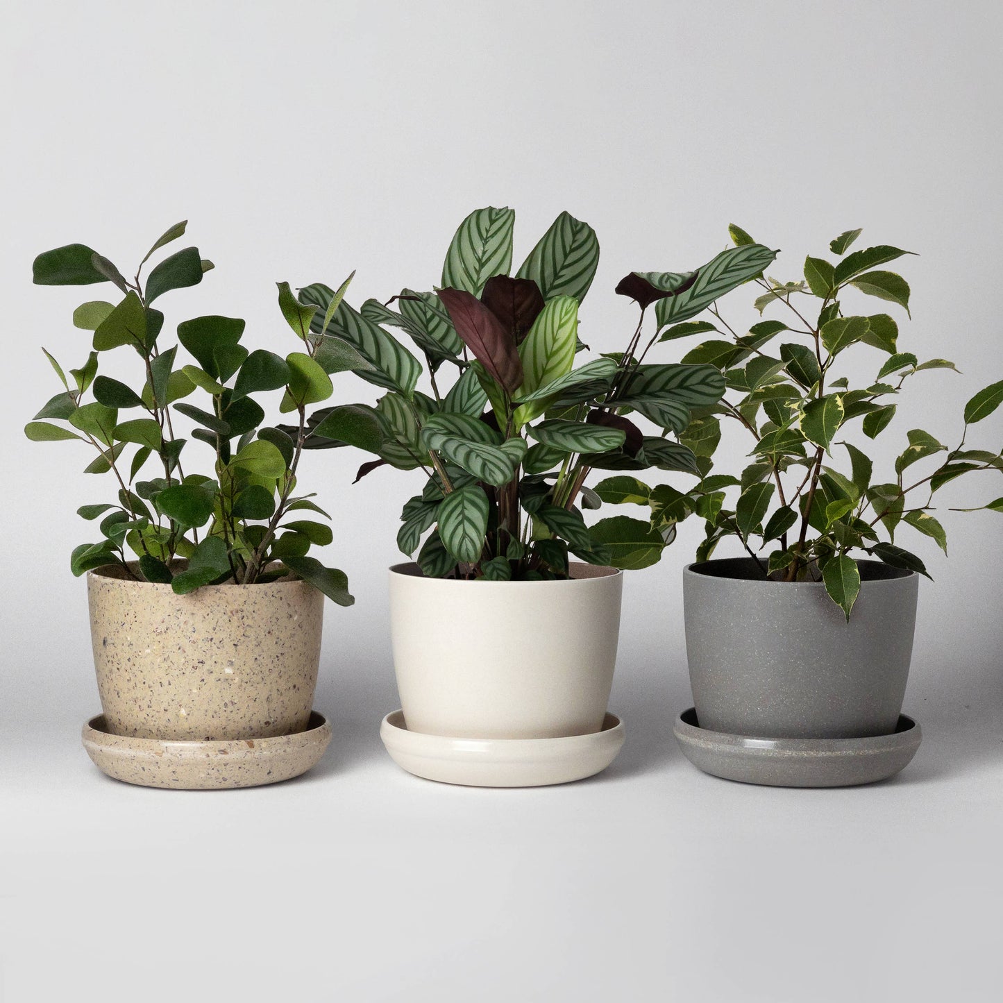 mini pot