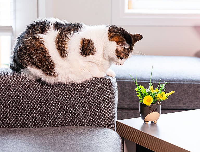 Cat Planter