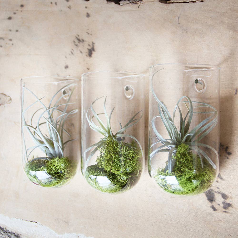 wall planter/ase