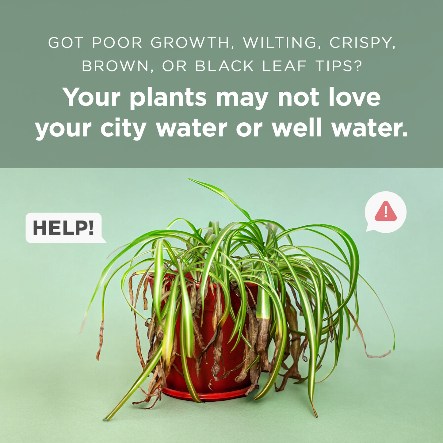 Houseplant Tap Water Conditioner