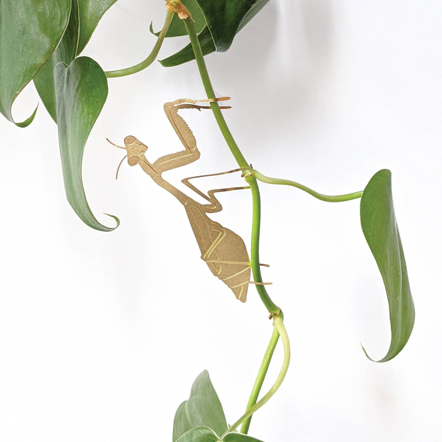 Plant Animal - Praying Mantis