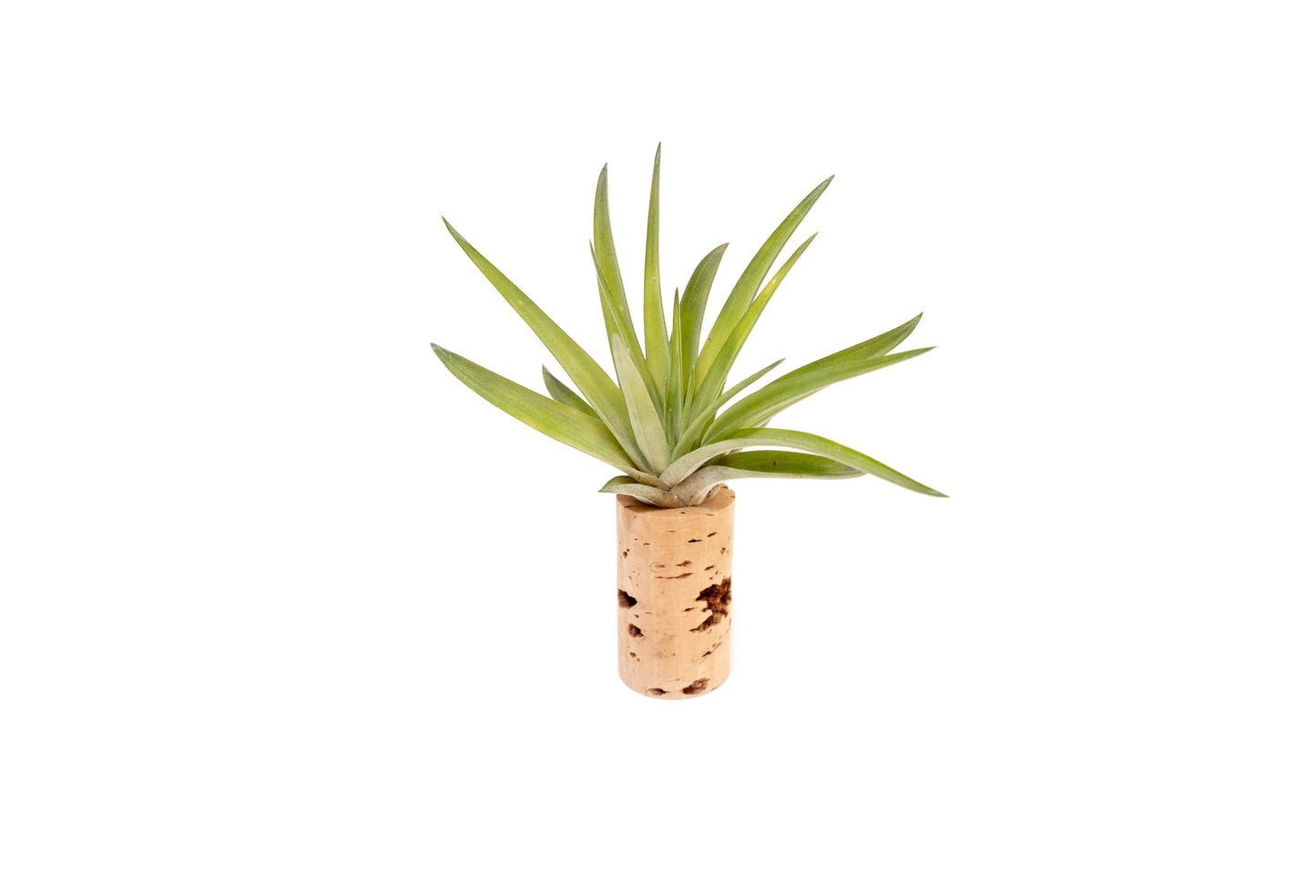 Wine Cork Magnets with Tillandsia Ionantha Air Plants