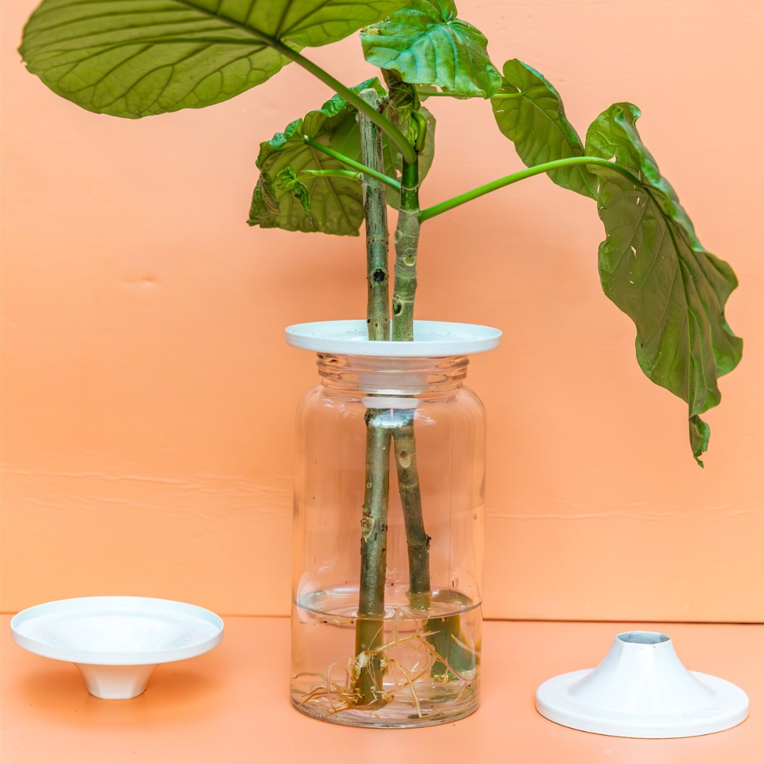 Propagation Cones - 3 pack