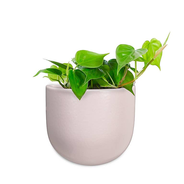 pink wall planter