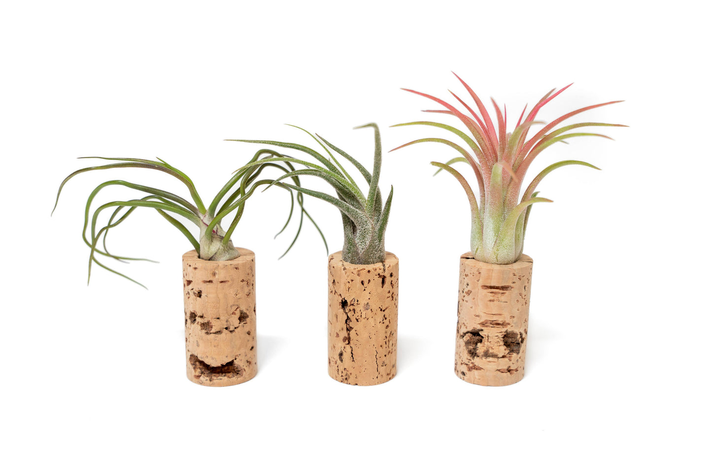 Wine Cork Magnets with Tillandsia Ionantha Air Plants